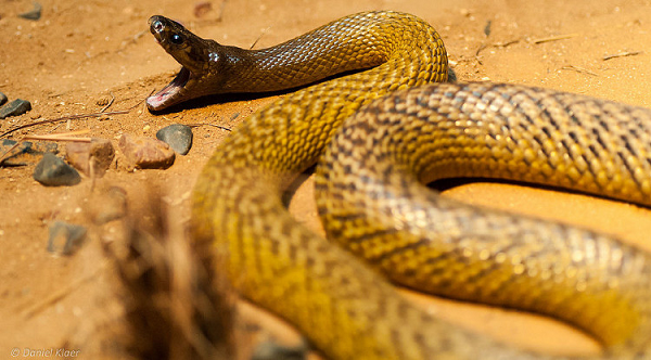  Rắn Taipan nội địa (tên tiếng Anh Inland Taipan snake) - loài rắn sở hữu nọc độc độc nhất so với bất kỳ loài rắn sinh sống trên cạn nào. Chúng còn có tên khác là "rắn hung dữ" (Fierce Snake), tên khoa học là Oxyuranus microlepidotus.