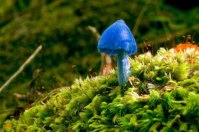  Nấm Entoloma hochstetteri là một loài nấm kỳ lạ ở New Zealand. Ngoài ra, loài nấm này còn được tìm thấy ở Ấn Độ. Ảnh blogspot.