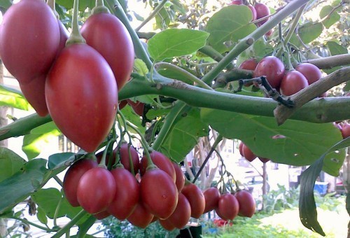  Trái cây lạ được nhắc đến là quả cà chua Tamarillo hay còn gọi là cà chua thân gỗ có nguồn gốc từ khu vực Nam và Trung Mỹ. Một số cửa hàng hoa quả nhập khẩu ở TP.Hồ Chí Minh và Hà Nội đã nhập quả cà chua này từ Ecuador và bán ra với giá 1.000.000 đồng/kg. Mặc dù có giá cao chót vót nhưng người bán cho biết, hàng về đến đâu hết đến đấy. Tamarillo có màu vàng hoặc đỏ sáng, hình bầu dục hoặc elip, cũng như các họ hàng cà chua khác tại Việt Nam, nhưng giá thì gấp 100 lần… Cà chua này có thể dùng ăn tươi hoặc nước ép, sinh tố, các món xào nấu như bình thường.