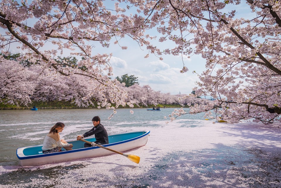 Lễ hội hoa anh đào Hanami (Nhật Bản) chỉ cách bạn 6 giờ bay. Các cặp đang yêu hãy đến đây, chèo thuyền trên dòng sông thơ mộng và ngắm những cánh đào mỏng manh trong gió.