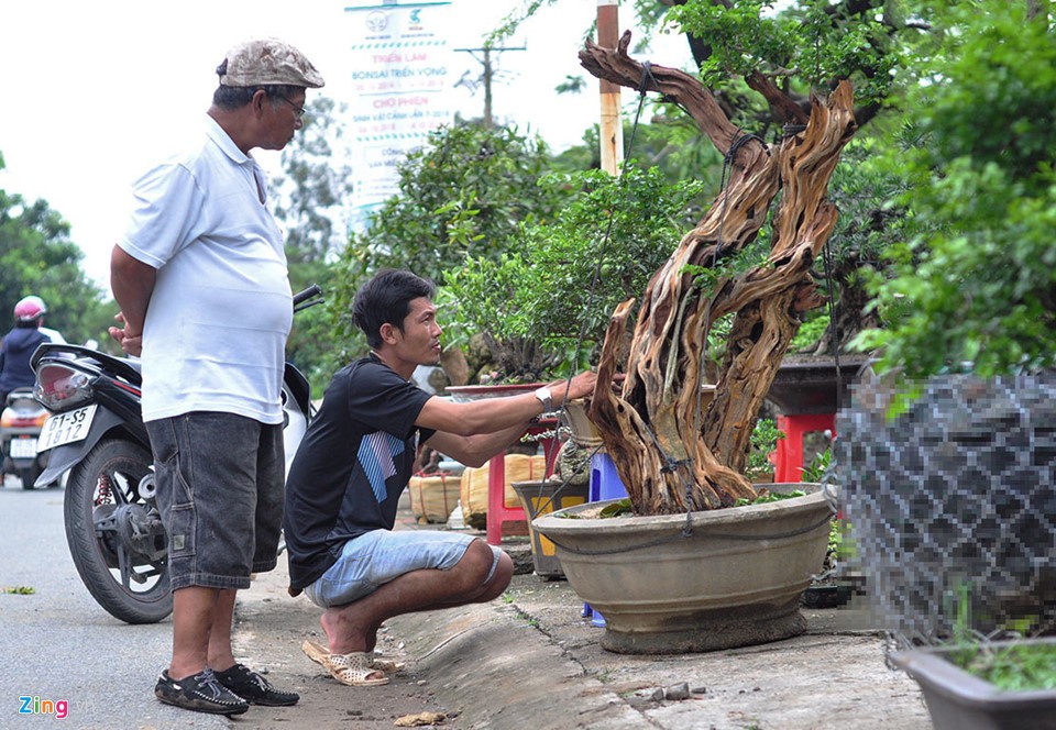 Tại Trung tâm Văn miếu Trấn Biên (TP Biên Hòa, Đồng Nai), hội thi bonsai và chợ phiên sinh vật cảnh Trấn Biên đang diễn ra. Sự kiện với khoảng 100 gian hàng của hàng chục nhà vườn đến từ 20 tỉnh, thành phố khu vực miền Trung và Nam Bộ tham gia.