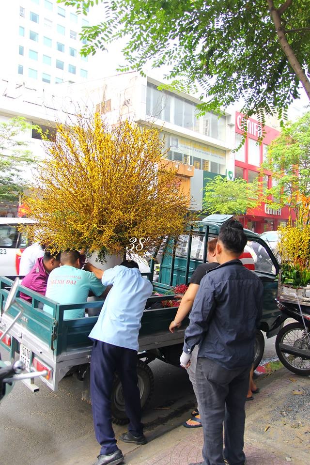 Để phục vụ Tết Dương lịch, khi đào và  hoa mai vẫn chưa bung nở thì nhiều cửa hàng hoa nhập khẩu đã cung cấp cho khách hàng những bó hoa mai Mỹ đẹp mắt. Ảnh: 38 Degree Flowers.