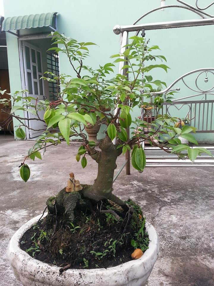 Mang ý nghĩa kỳ vọng về sự trường tồn, thịnh vượng,  khế bonsai được ưa chuộng làm cảnh. Ảnh: FB Bao Truong.