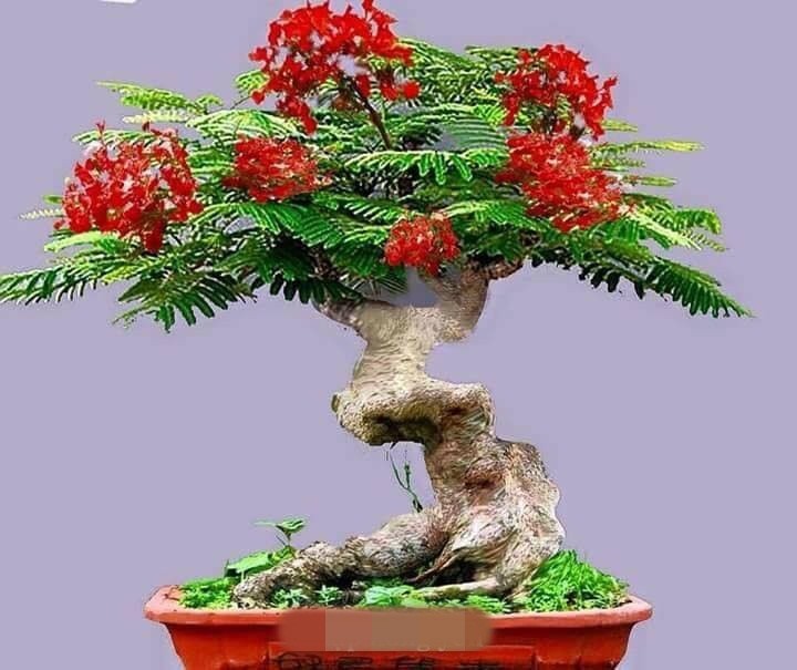 Chậu  bonsai hoa phượng đỏ sở hữu thân gồ ghề, mang tính thẩm mỹ cao. Ảnh: FB ông già hải phòng.