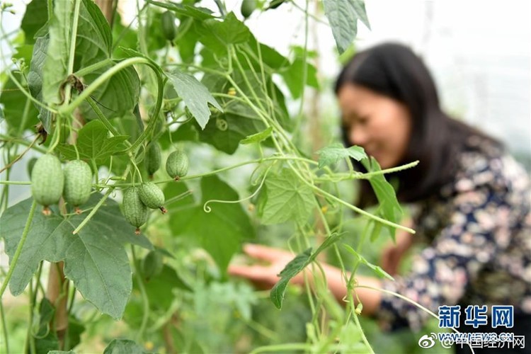 Gần đây, giống  dưa hấu "ngón tay" trở thành mặt hàng khá hút khách tại Trung Quốc dù giá bán lên tới 100 NDT (khoảng gần 350.000 đồng/kg). Ảnh: Sina.