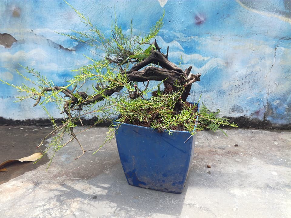  Bonsai kim sa tùng thế bạt phong oằn xuống tận gốc. Ảnh: FB Tùng Kim Sa.