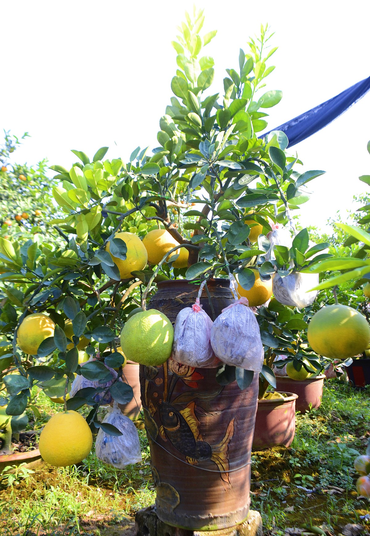 Hơn một tháng nữa mới đến Tết Âm lịch nhưng những ngày này,  bưởi  bonsai, bưởi cảnh... chơi Tết đã bắt đầu nhộn nhịp bày bán trên khắp dọc đường từ thị trấn Văn Giang về TP Hưng Yên (tỉnh Hưng Yên).