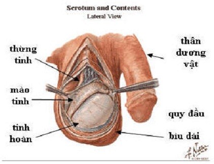 Tự phát hiện ung thư tinh hoàn chỉ trong 5 phút