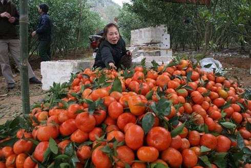 Xây nhà lầu, tậu xe hơi nhờ... cam