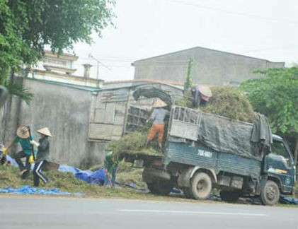 Thương lái Trung Quốc “núp”... thu mua cà gai?