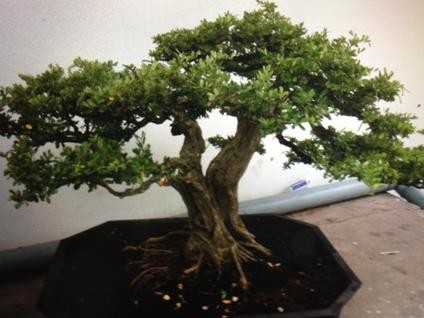 Bắt băng trộm cây cảnh bonsai đắt tiền