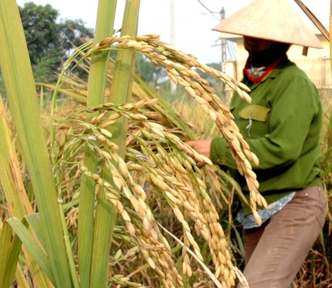 Hạt lúa ngày nay có khác với lúa cổ?