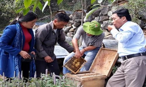 Đàn ong mật hàng nghìn con theo mùa hoa bạc hà trên cao nguyên đá