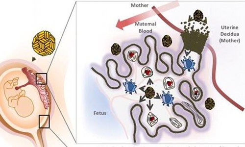 Phát hiện mới về đường nhiễm virus Zika từ mẹ sang con