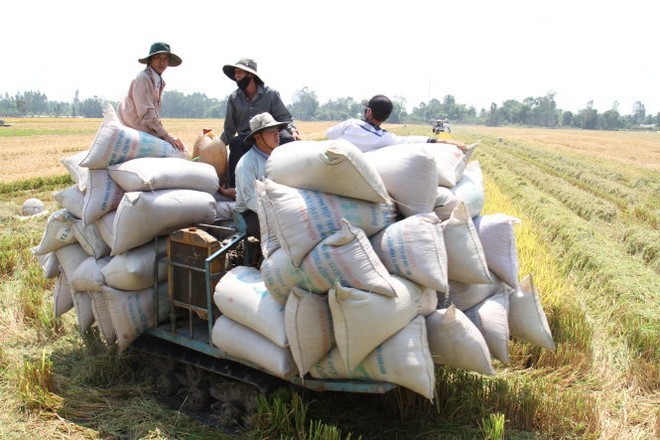 Truy nguyên nhân giá gạo xuất khẩu Việt Nam thấp kỷ lục