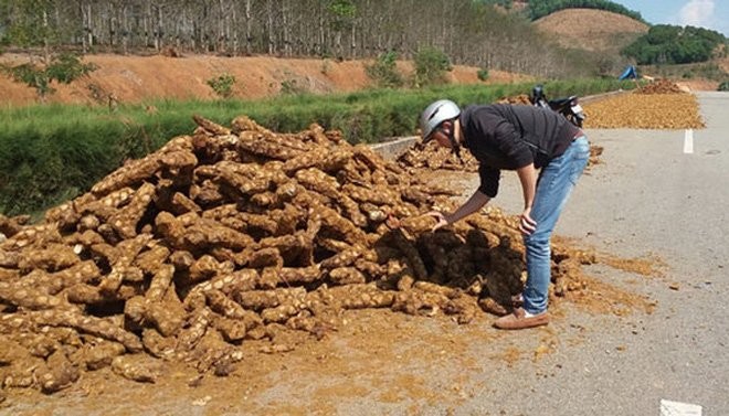 Cây quý Việt Nam bị bán với giá bằng ổ bánh mỳ