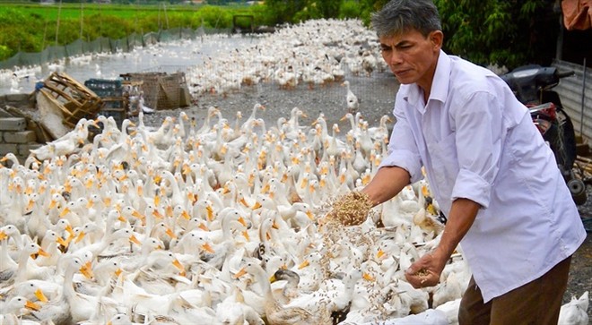 "Chúa vịt" đất Bắc sản xuất trứng sạch: Mỗi ngày nhặt... cả tải tiền