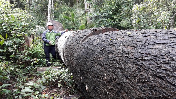 Thâm nhập rừng Kbang: Tận thấy gỗ khổng lồ bị "xẻ thịt"