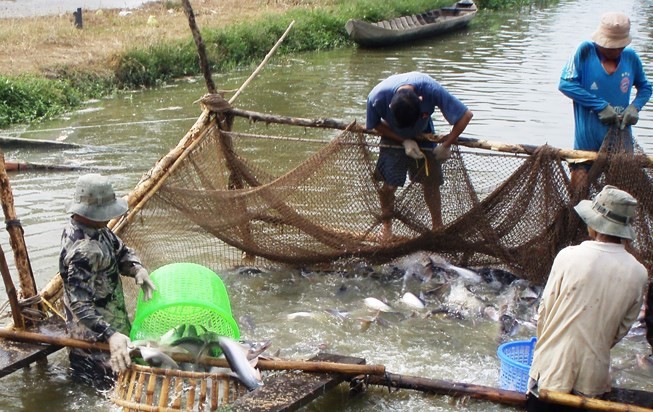 Thương lái mua cả cá tra... chết bán sang Trung Quốc