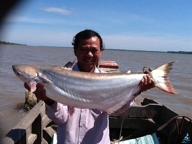 'Thủy quái' Vàm Nao và giai thoại loài cá giá bán chục cây vàng