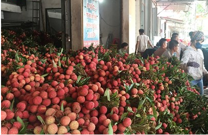 Thương nhân Trung Quốc đổ xô sang Việt Nam "săn" vải thiều Lục Ngạn