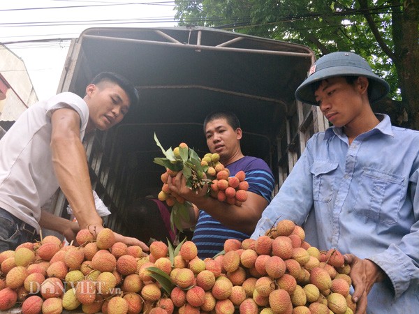 Chuyện "thần kỳ" ở đất vải: 5 ngày tăng hơn 1.000 tỷ