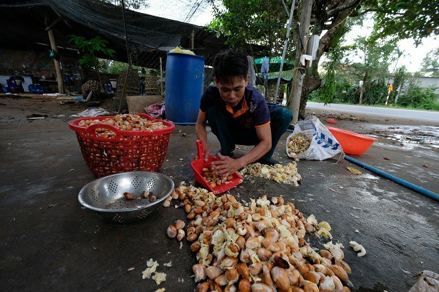 Hạt sầu riêng giá cao hơn quả, nghi thương lái giở trò