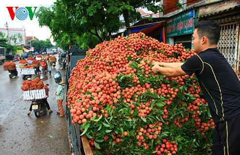 Vải thiều Bắc Giang đã xuất đi hơn 30 nước, giá trị 153 triệu USD