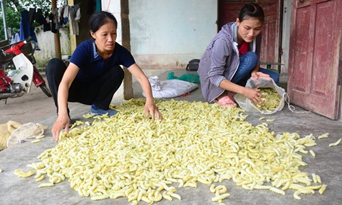 Cả làng nuôi tằm làm thức ăn, không trồng dâu lại có tiền rủng rỉnh