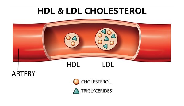 Căn cứ đo lượng cholesterol trong máu