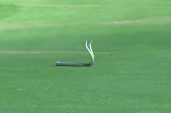 Video: Rắn Mamba quyết chiến giành bạn tình trên sân golf