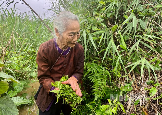 Loại rau dại xưa chả ai ngó ngàng tới nay thành đặc sản “đại bổ”