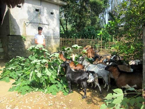 9x vùng cao làm giàu từ 2 bàn tay trắng nhờ nuôi dê