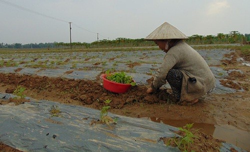 Nông dân Quảng Nam trắng tay sau lũ