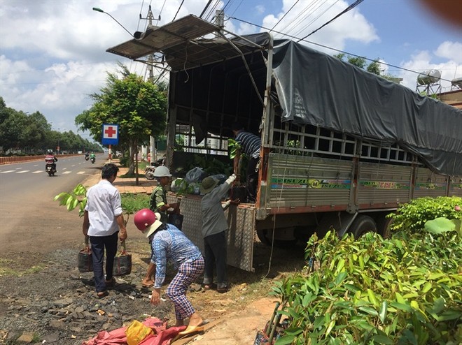 Nỗi lo cơn lốc trồng "cây tiền tỷ sầu riêng" ở Tây Nguyên