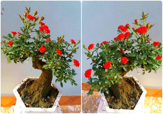 Chị em sốt xình xịch mua hồng bonsai sang chảnh về chưng Tết