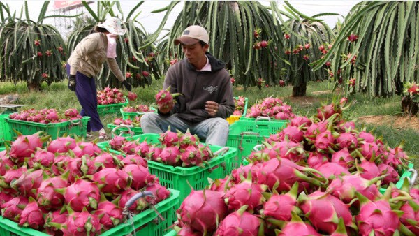 Kỷ lục mới siêu khủng của rau quả