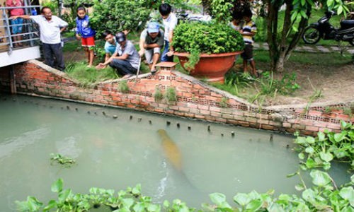 Người đàn ông Tây Ninh nuôi “thủy quái” trong vườn nhà