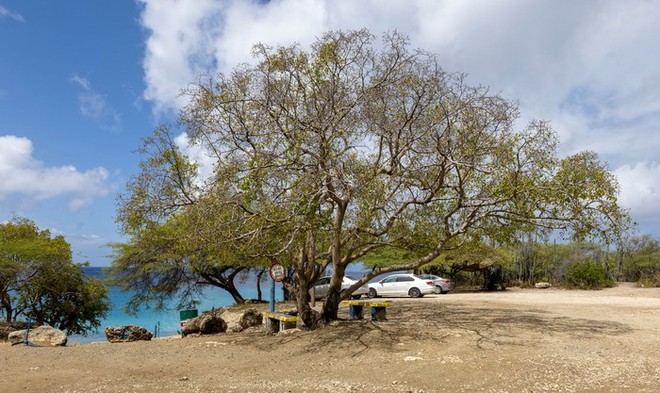 Tại sao Manchineel được coi là loài 'cây sát thủ'?