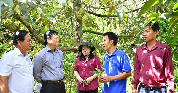 Trồng sầu riêng Muasang King, nông dân Kiên Giang bán giá 280.000 đồng/kg