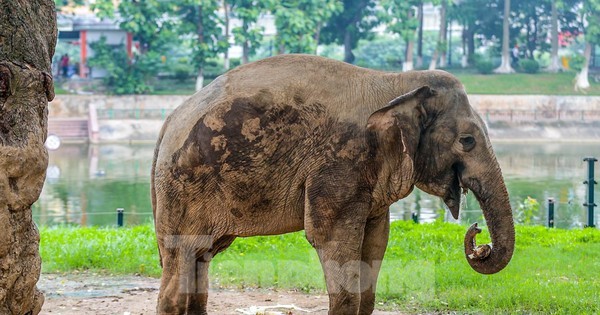 Cận cảnh hai chú voi 'sống khổ' với xiềng xích ở vườn thú Hà Nội