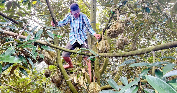 Anh nông dân Tiền Giang thu 45 triệu/tháng nhờ trồng sầu riêng