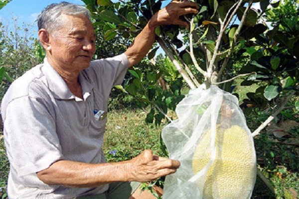 Trở thành tỷ phú nhờ trồng mít ruột đỏ