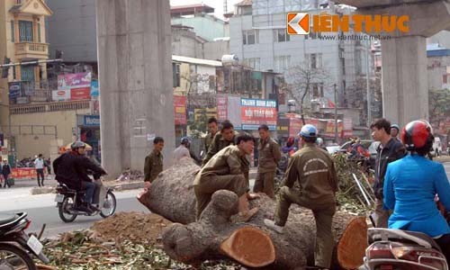 Dư luận phản ứng mạnh, Hà Nội chính thức dừng chặt cây xanh