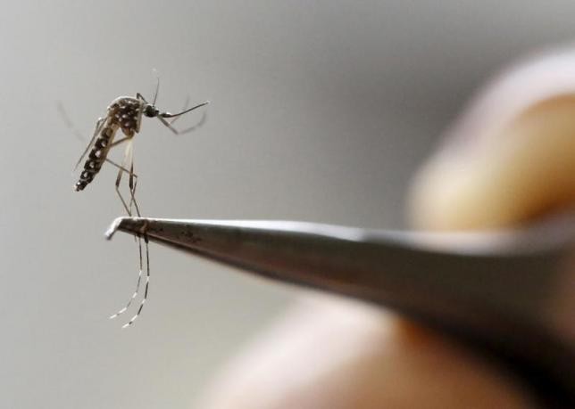 29% bà bầu nhiễm virus Zika có con bị dị tật bẩm sinh