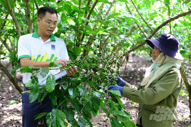 Phân bón Phú Mỹ làm tăng 20% năng suất cây công nghiệp