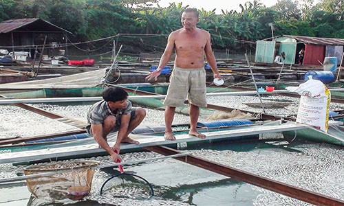 Cá chết trắng trên sông Đồng Nai, dân thiệt hại tiền tỷ