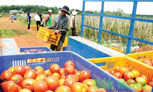 Tuyệt chiêu trồng hiệu quả của chủ vườn cà chua tiền tỷ