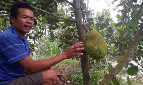 "Phù thủy" bắt sâu đục thân trên mít không cần dùng thuốc