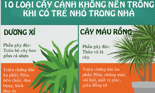 Nhà có trẻ nhỏ, tuyệt đối không trồng 10 loại cây này